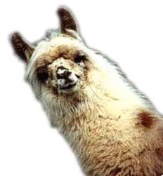 Picture of a cute llama