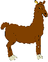 Picture of a llama